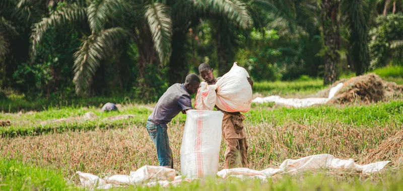 Agriculteurs africains - r&eacute;colte en Guin&eacute;e
