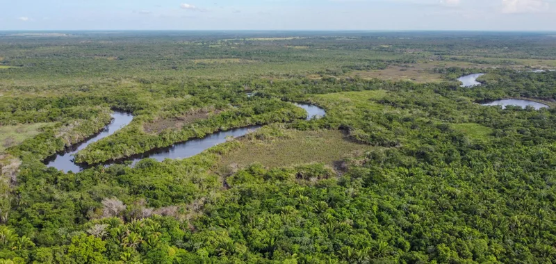 For&ecirc;t tropicale et biodiversit&eacute; africaine